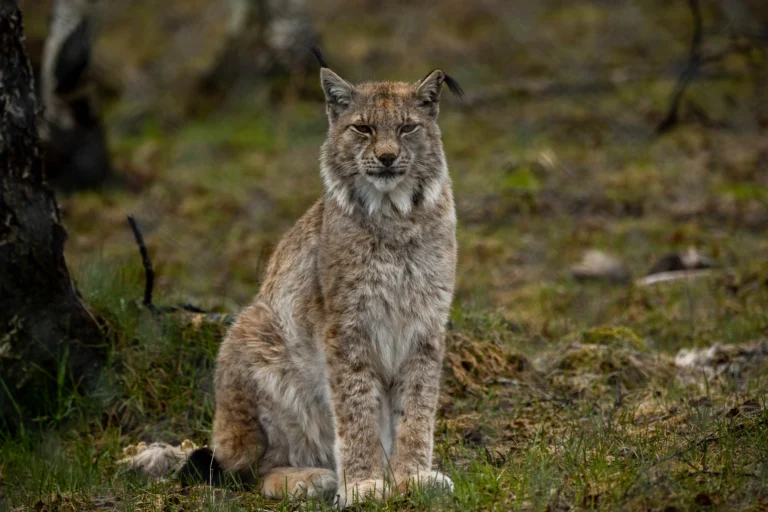 artic fox