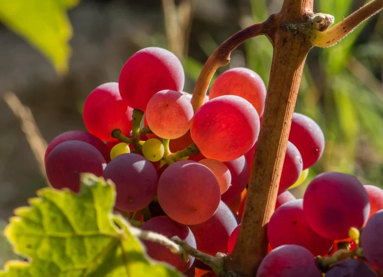 grapes ready for harvest